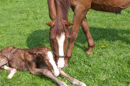 Geboortemelder voor paard/pony's birth alarm gsm - 1