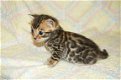 KC Bengal kittens - 1 - Thumbnail