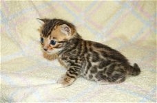 KC Bengal kittens