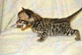 KC Bengal kittens - 2 - Thumbnail