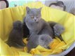 Britse korthaar-blauwe stamboom kittens - 1 - Thumbnail