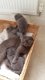 Mooie Schotse vouwen kittens - 1 - Thumbnail