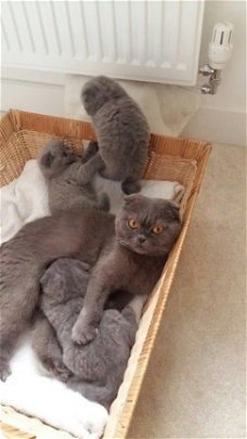 Mooie Schotse vouwen kittens