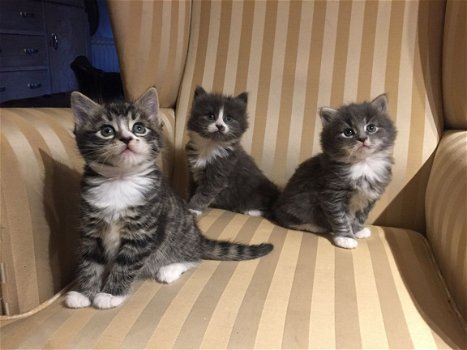 Maine coon Kittens - 1