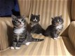 Maine coon Kittens - 1 - Thumbnail