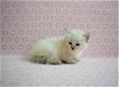 Siberische kittens - 1 - Thumbnail