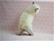 Siberische kittens - 2 - Thumbnail