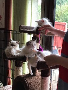 Sired Ragdoll Kittens