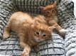 Noorse bos kittens - 1 - Thumbnail