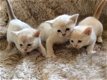 Aziatische kittens - 1 - Thumbnail