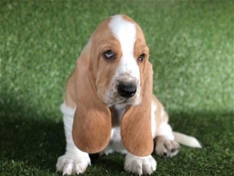 Basset Hond Pups - 1