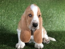 Basset Hond Pups