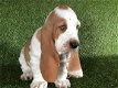 Basset Hond Pups - 2 - Thumbnail