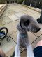 Bedlington Terrier Puppies - 1 - Thumbnail