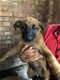 België Shephered pups - 1 - Thumbnail