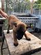 België Shephered pups - 2 - Thumbnail