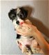 Biewer Terrier Puppies - 1 - Thumbnail