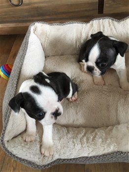 Boston Terrier Pups - 1