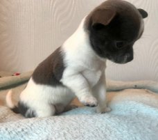 Chihuahua Pups