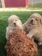 Chow Chow Puppies - 1 - Thumbnail