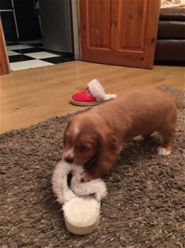 Cocker Spaniel Pups - 1