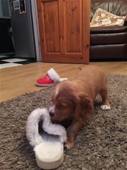 Cocker Spaniel Pups - 2