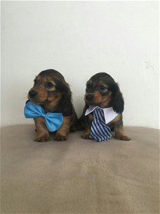 Dachshund Pups