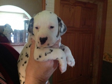 Dalmatian Pups - 1