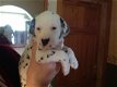 Dalmatian Pups - 1 - Thumbnail