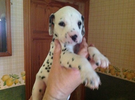 Dalmatian Pups - 2