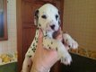 Dalmatian Pups - 2 - Thumbnail