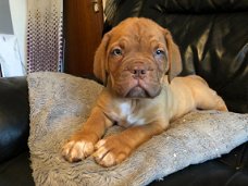 Dogue De Bordeaux Pups