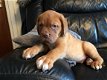 Dogue De Bordeaux Pups - 2 - Thumbnail