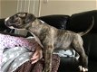 Engelse budldog terrier Pups - 1 - Thumbnail