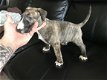 Engelse budldog terrier Pups - 2 - Thumbnail