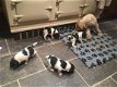 Fox Terrier Puppies - 1 - Thumbnail