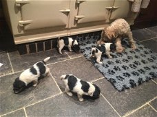 Fox Terrier Puppies