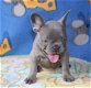 Franse Bulldog Pups - 1 - Thumbnail