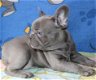 Franse Bulldog Pups - 2 - Thumbnail