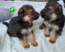 Duitse herder Pups