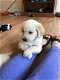 Golden Retriever Puppies - 1 - Thumbnail