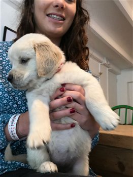 Golden Retriever Puppies - 2