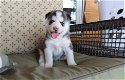 Siberische Husky Puppies - 1 - Thumbnail