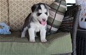 Siberische Husky Puppies - 2 - Thumbnail