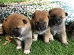 Japanese Shiba Inu Pups - 1 - Thumbnail