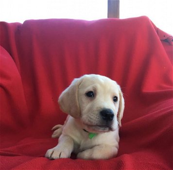 Labrador Puppies - 1