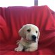 Labrador Puppies - 1 - Thumbnail