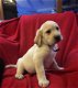 Labrador Puppies - 2 - Thumbnail