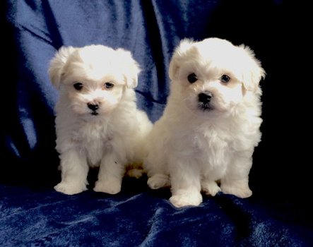 Maltese Puppies - 1