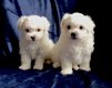 Maltese Puppies - 1 - Thumbnail